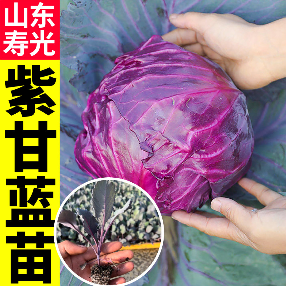 山东寿光早熟紫甘蓝菜种苗