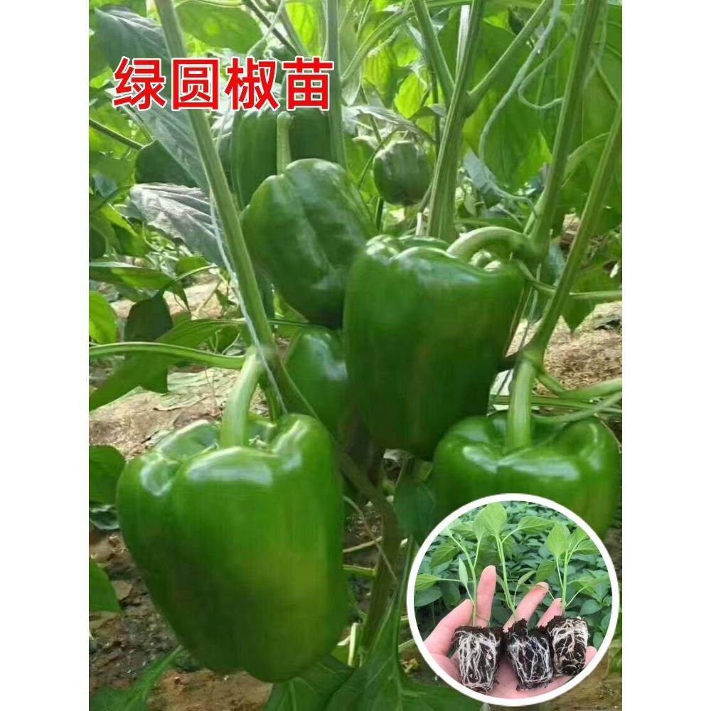 绿圆椒苗辣秧青甜太空树七