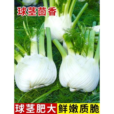 荷兰球茎茴香菜种籽大小回