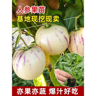 人参果生孑树苗秧水种子籽