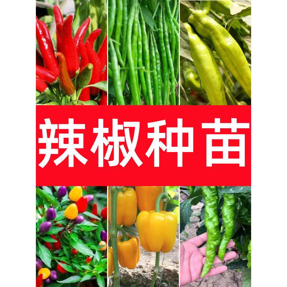 四季辣椒苗秧特朝天小米幼