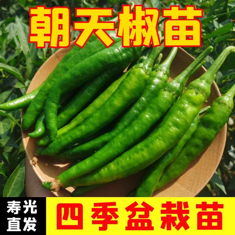 小米辣椒苗秧苗大全七彩魔鬼种子籽朝天薄皮青椒苗四季蔬菜苗盆栽