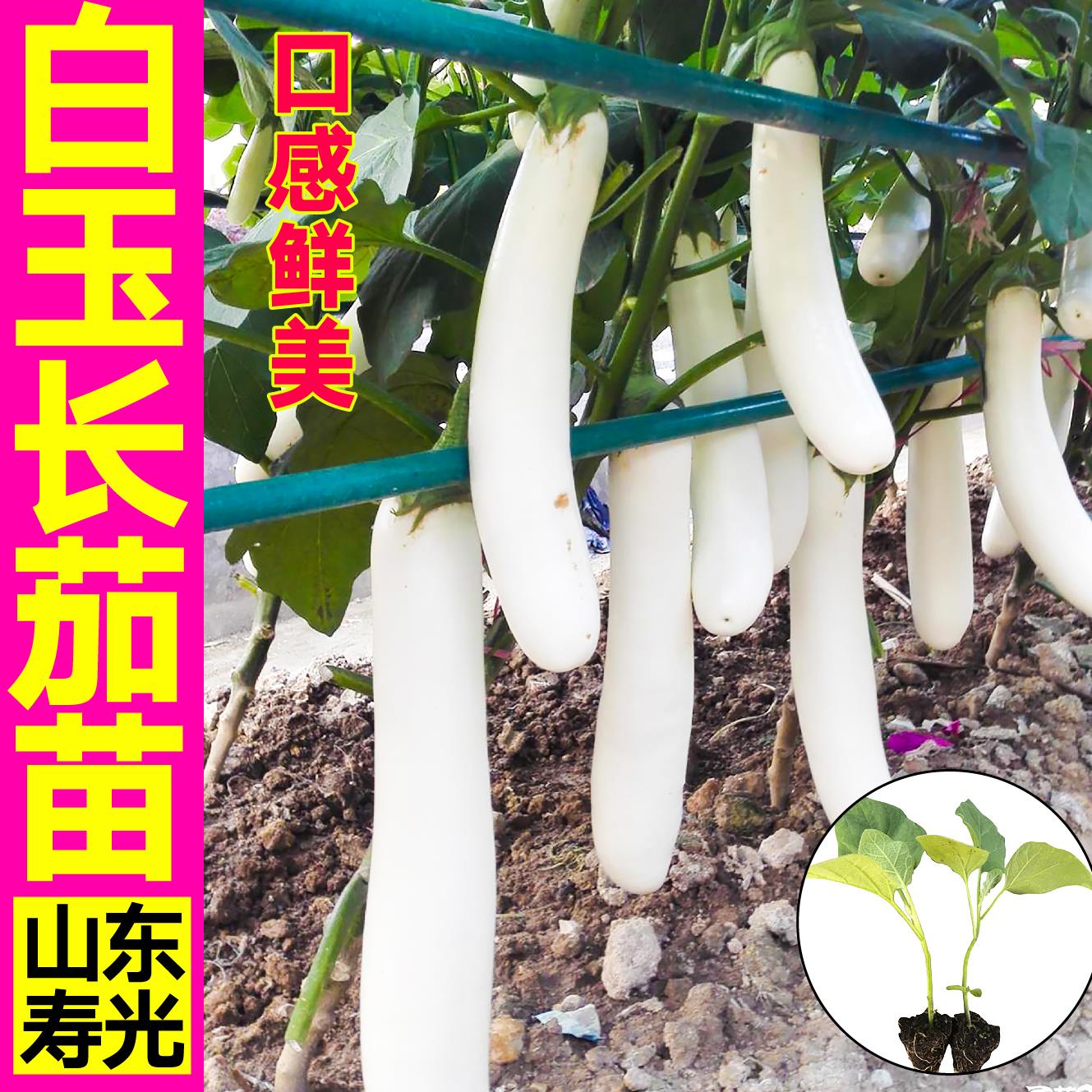 白玉长茄苗秧雪公主象牙种