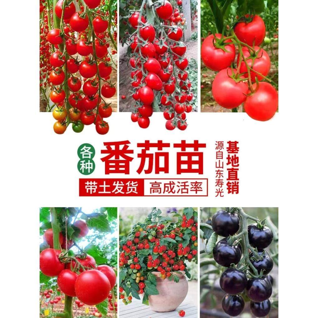 水果瀑布黑珍珠小番茄苗秧