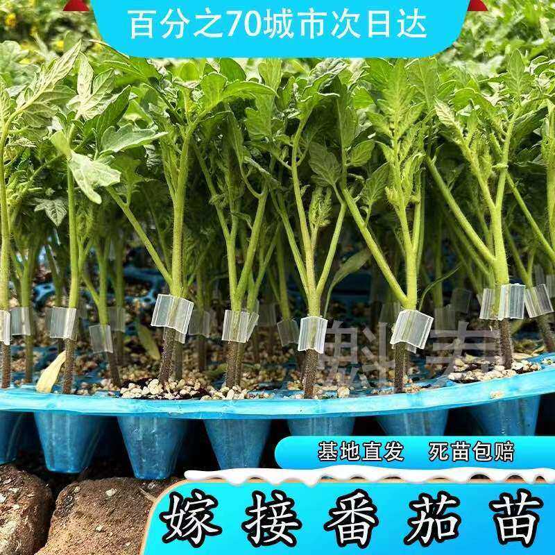 嫁接大红粉番茄苗西柿小四
