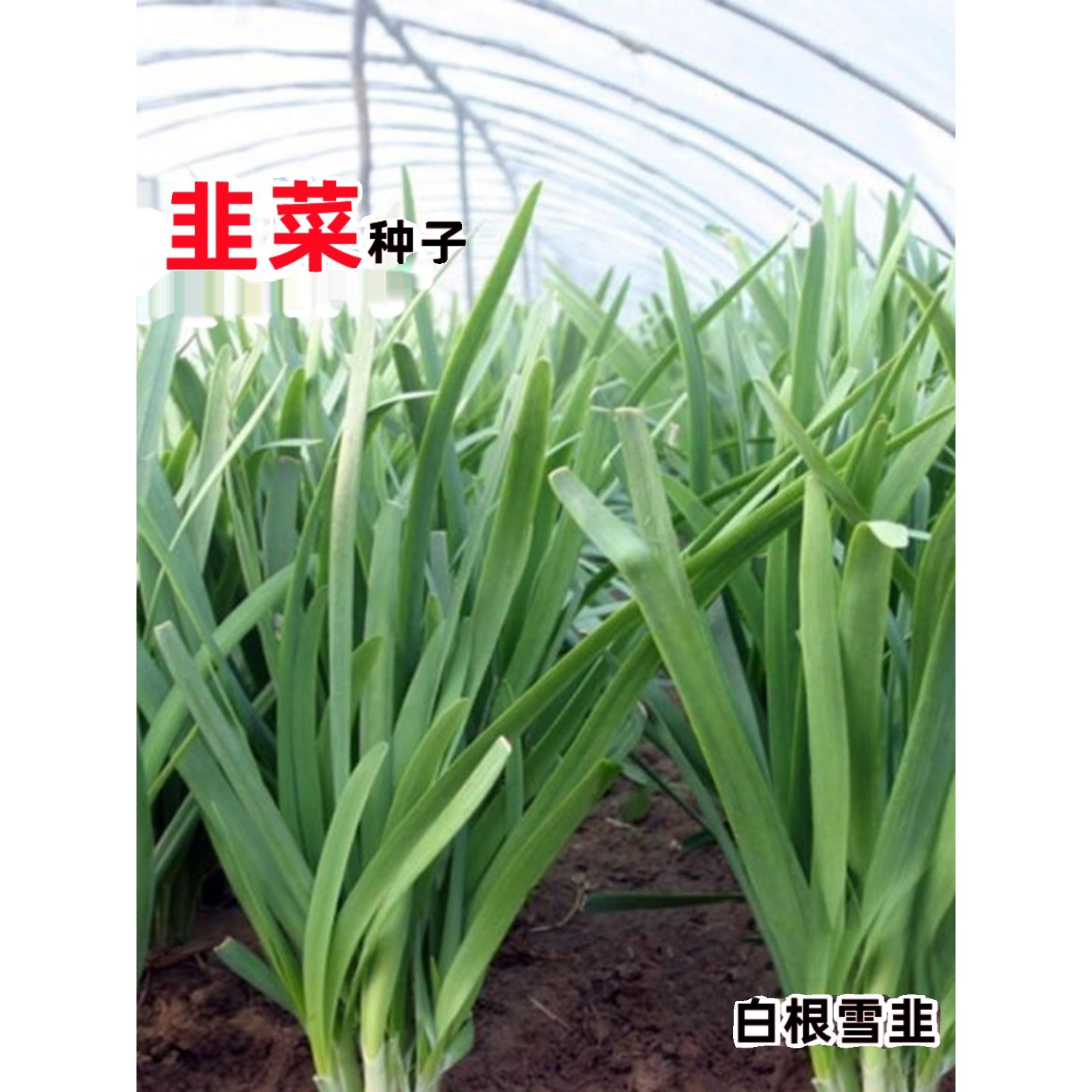 紫根韭菜苗种籽孑传统细叶