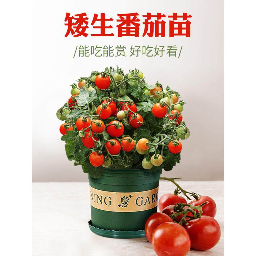 矮生小番茄苗秧千禧圣女果
