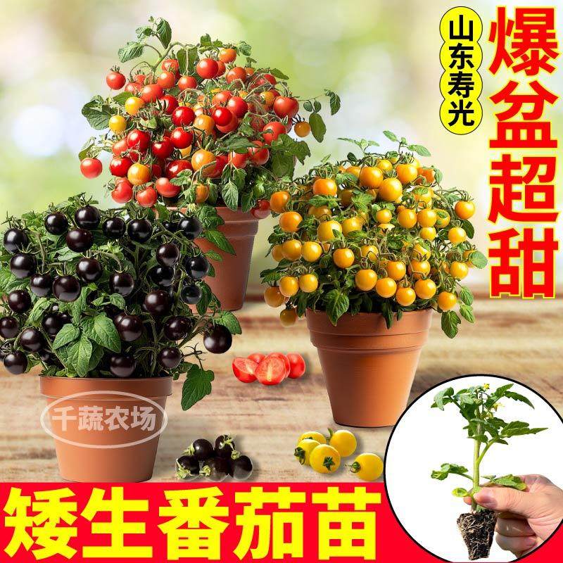 爆款阳台盆栽矮生番茄苗秧