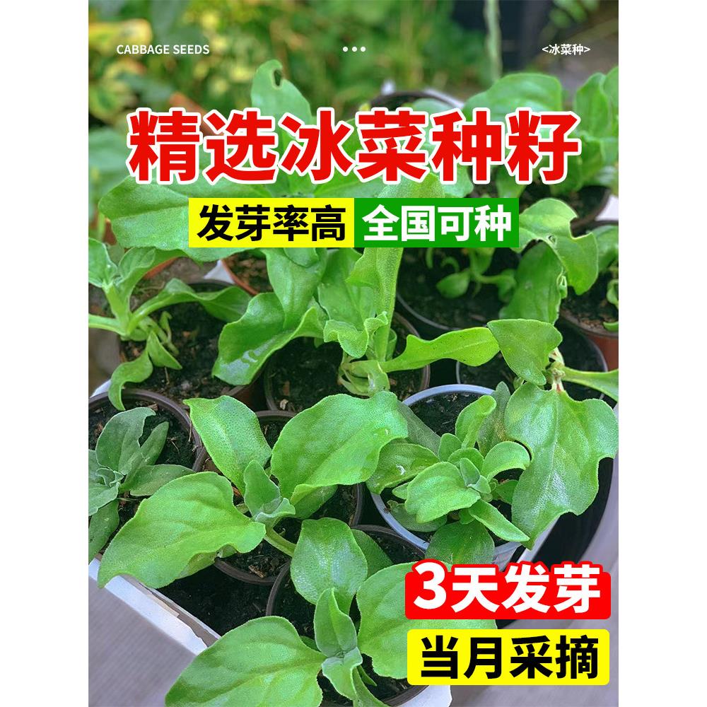 水晶冰菜种籽阳台蔬子大全