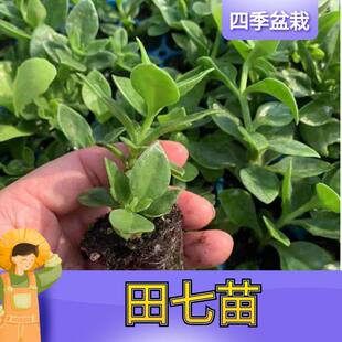 田七种苗秧苗食用穿心莲保健菜特色菜三七花卉四季室内阳台盆栽苗