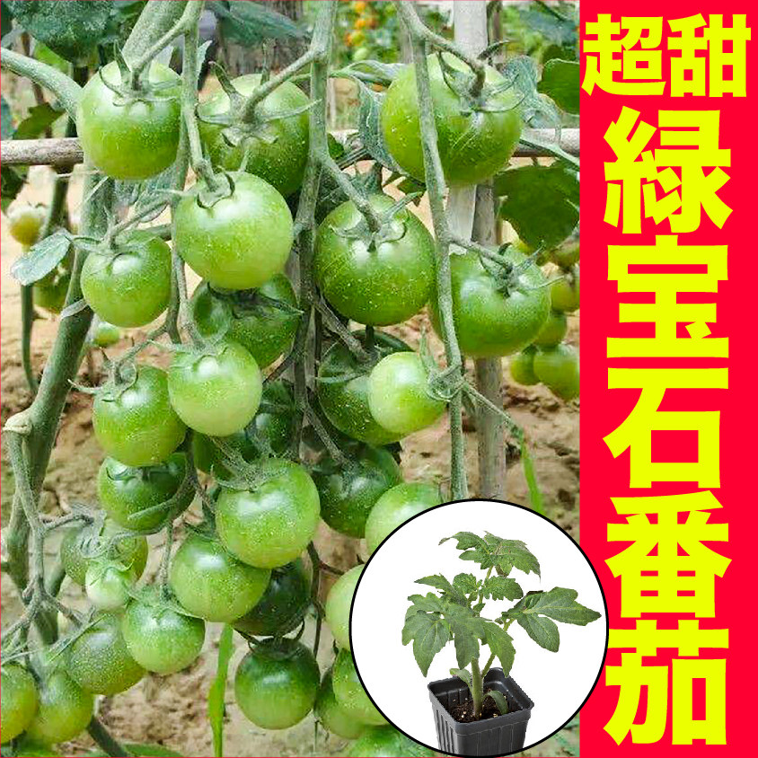寿光超甜绿宝石小番茄秧苗