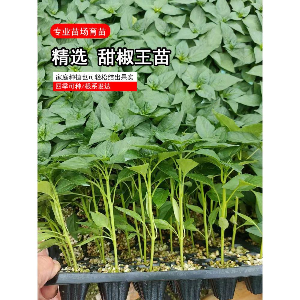 菜椒苗大甜种子方辣太空蔬