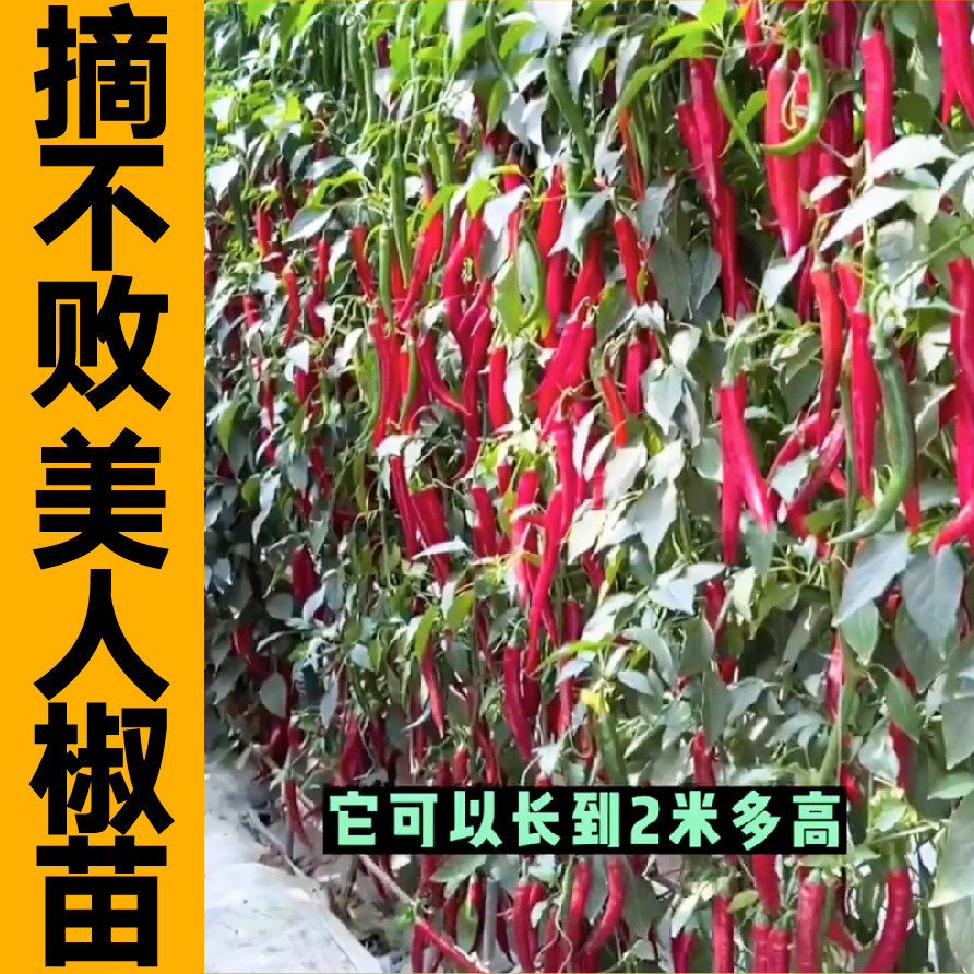 山东寿光摘不败美人椒秧苗