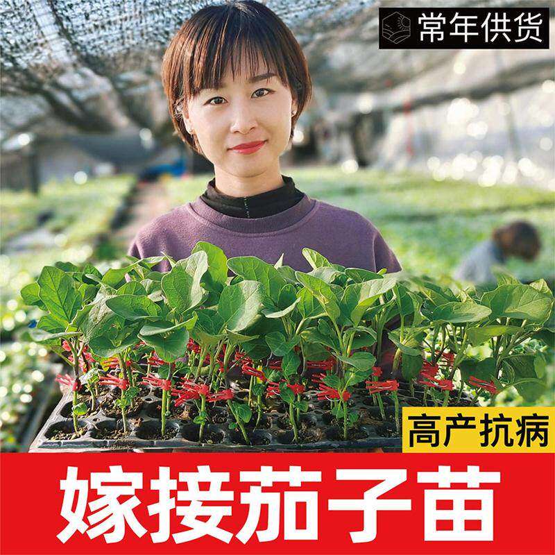 寿光嫁接茄子苗秧精品快圆
