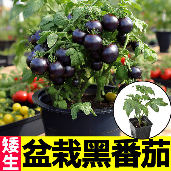 超甜盆栽矮生黑番茄秧苗带