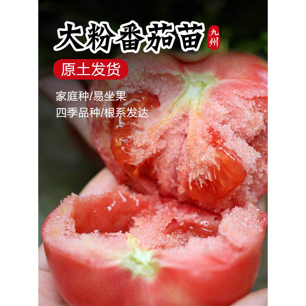 沙瓤口感大粉番茄苗秧老品