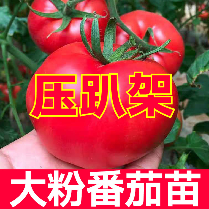 压趴架大粉番茄苗秧种子春
