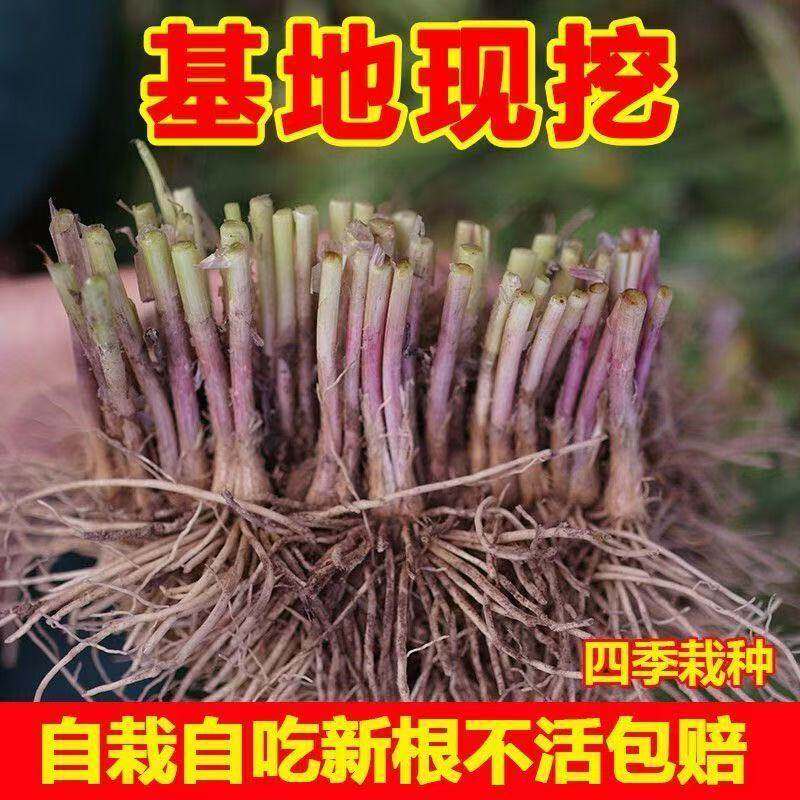 新韭菜根苗现挖宽叶紫红室