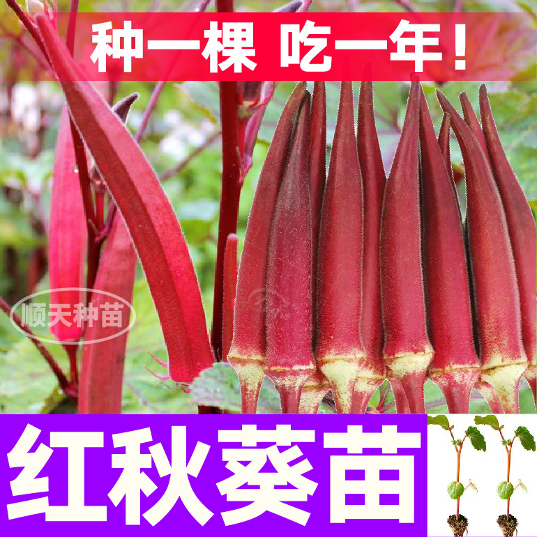 营养丰富红秋葵苗秧不易老