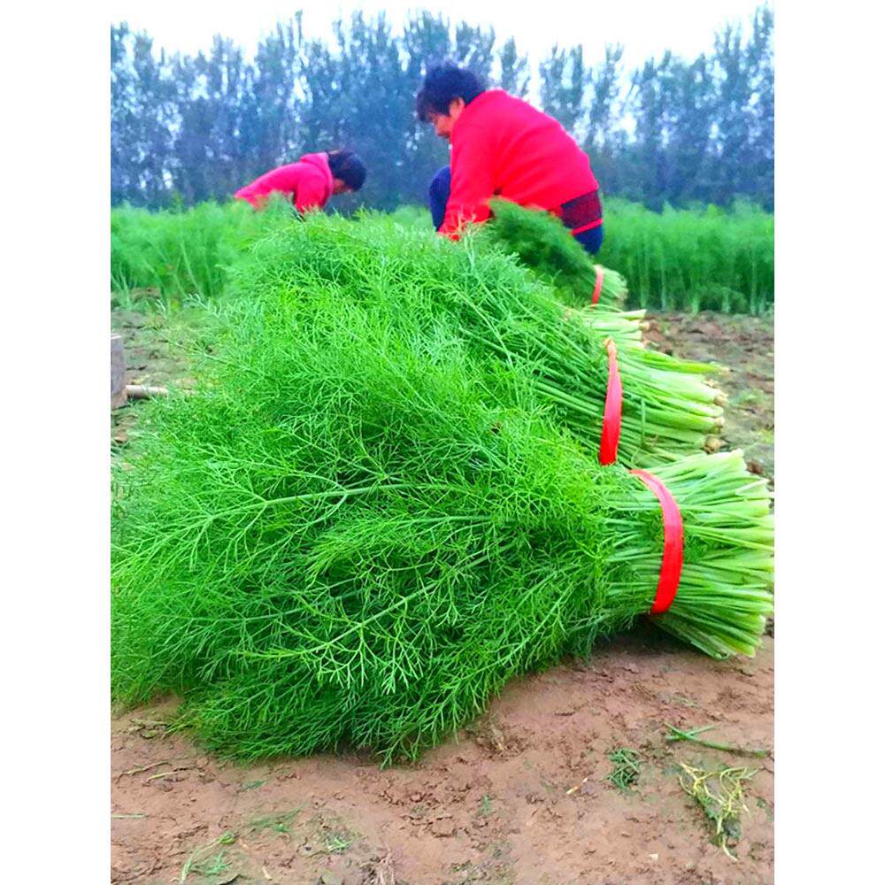 割茬小茴香苗种子阳台籽孑