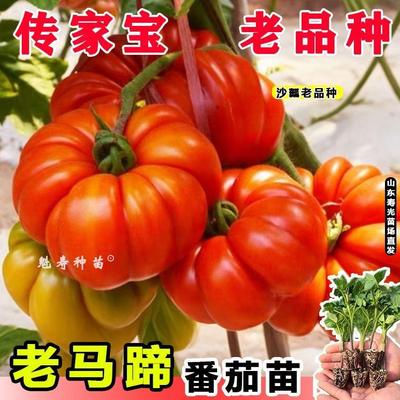 老品种沙瓤红马蹄番茄苗秧
