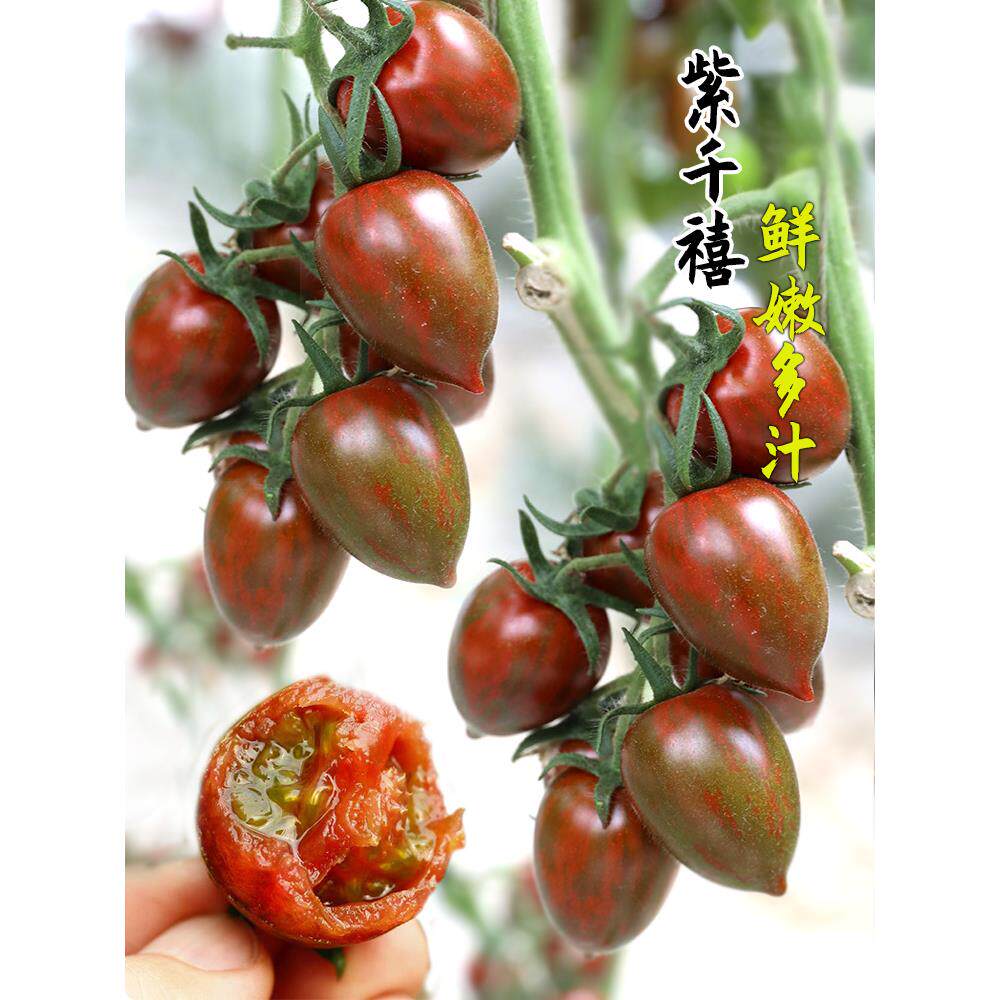 紫千禧番茄种子籽苗色圣女