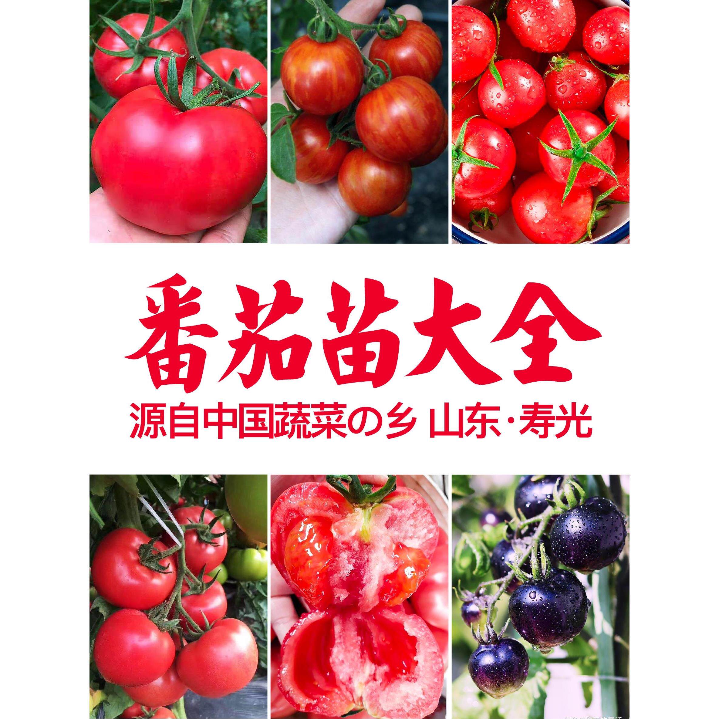 寿光西红柿秧苗千禧樱桃番