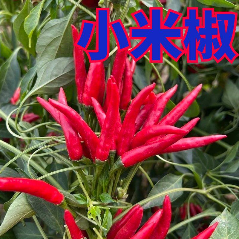 小米椒苗子小米椒秧苗四季蔬菜苗