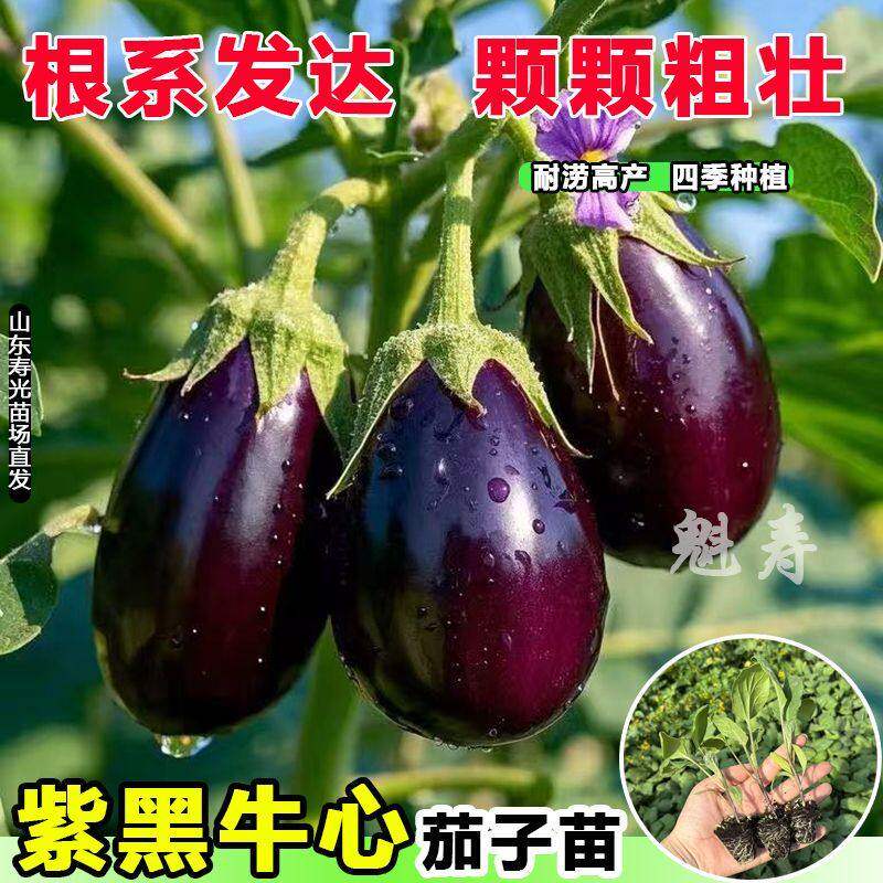 特大牛心紫罐茄子秧苗盆栽