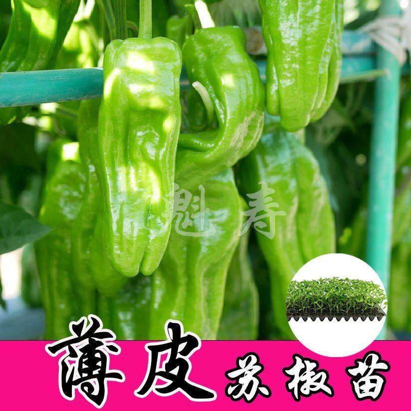山东寿光薄皮辣椒苗秧青线