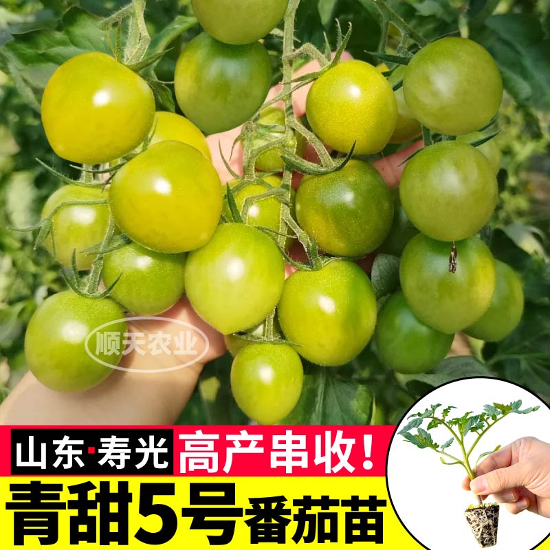 寿光青甜5号苗秧四季高产