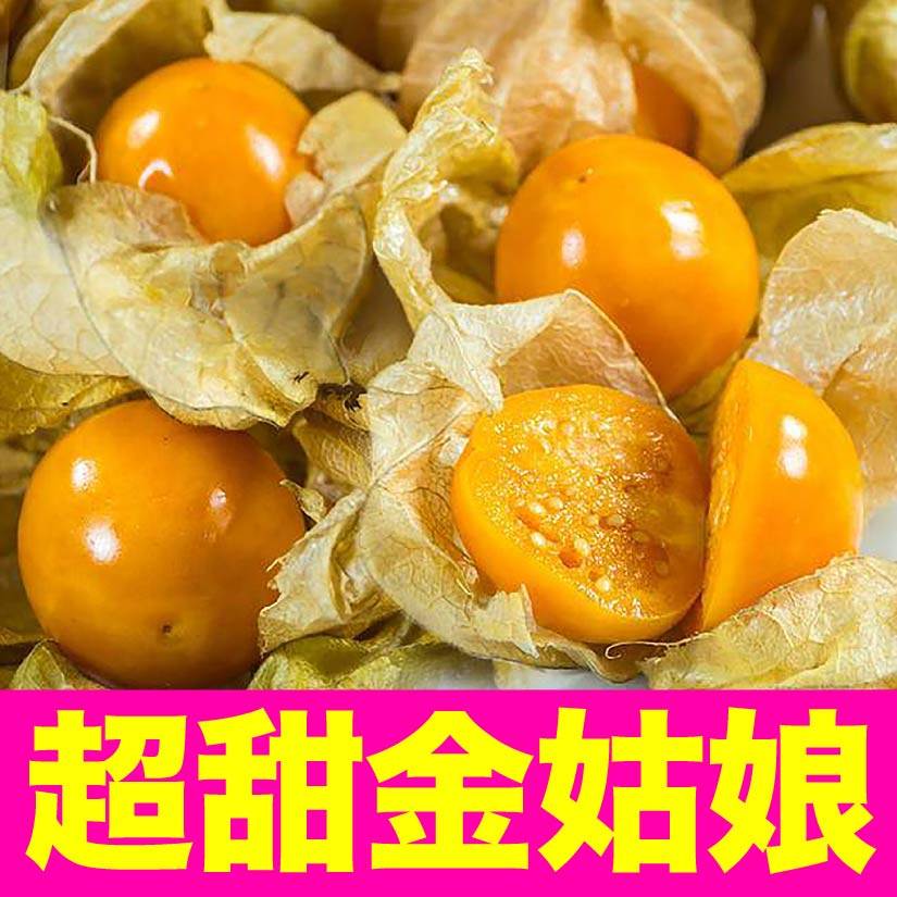 寿光超甜大果金姑娘苗秧黄