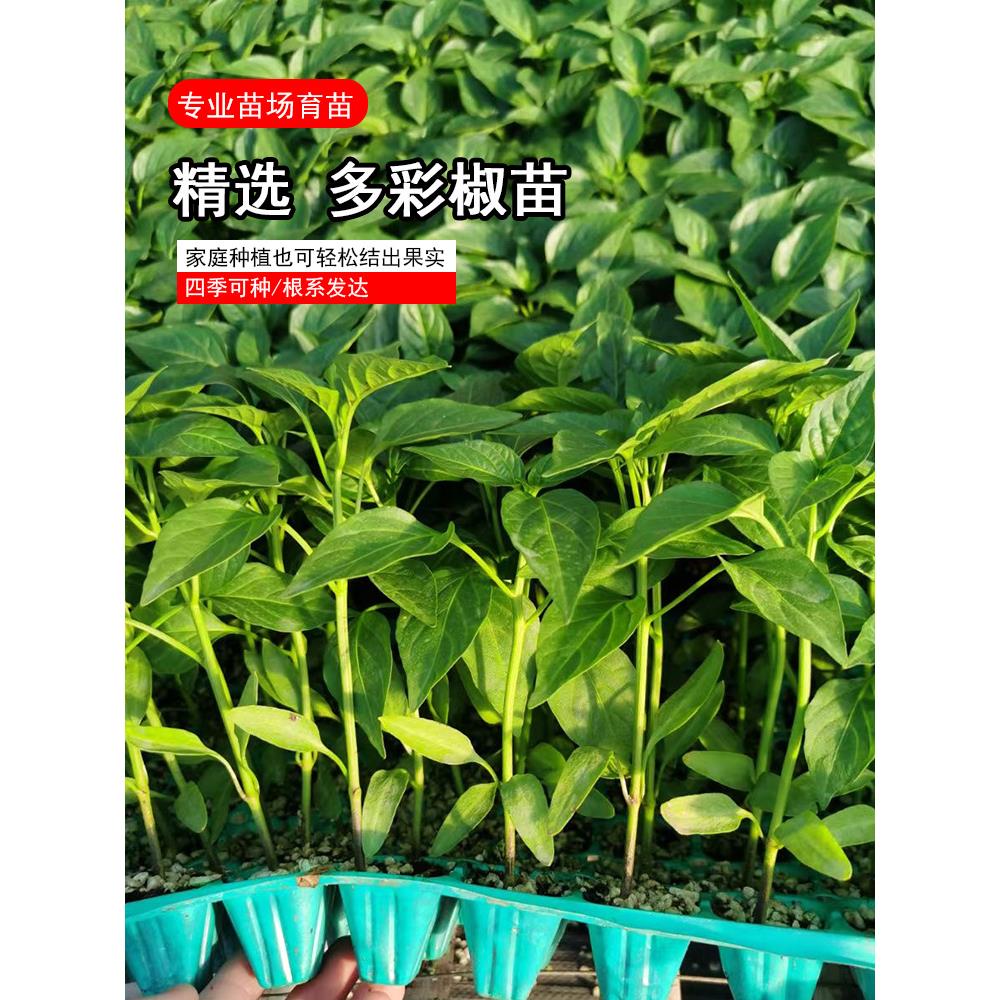 多彩椒泡种子七辣籽食用观