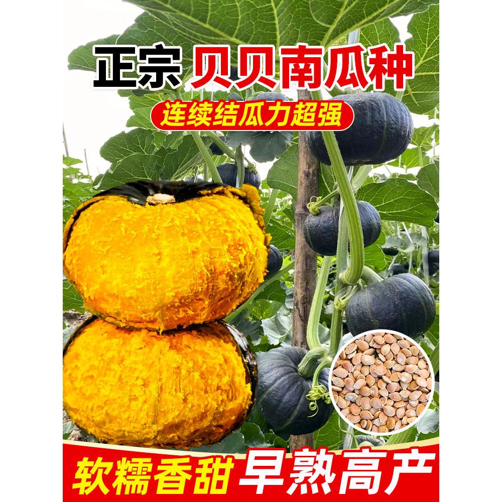 贝南瓜种子新品超甜板栗味
