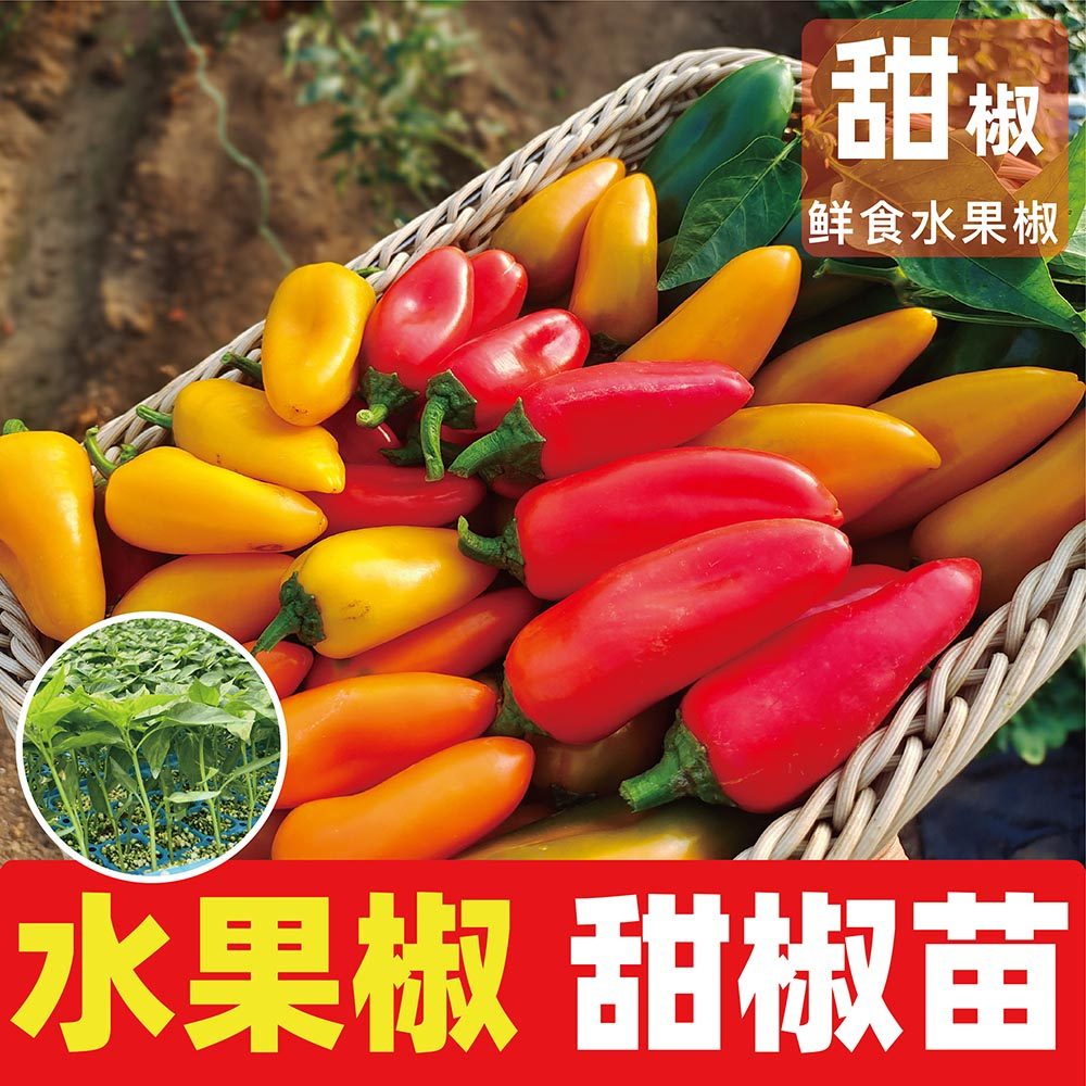 水果甜辣椒特色辣椒鲜食椒无辣味高维C阳台种子寿光蔬菜苗场直发