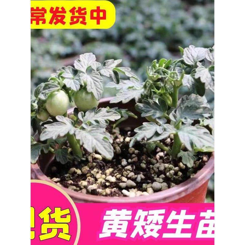 黄矮生番茄苗盆栽秧室内圣