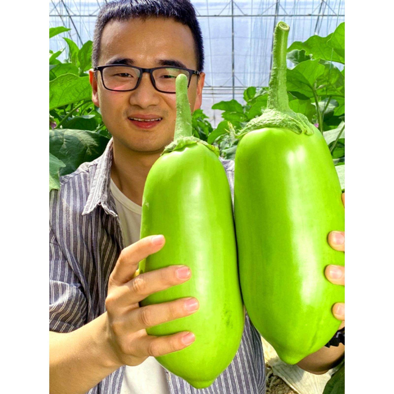 绿长茄种子苗带土秧大圆籽