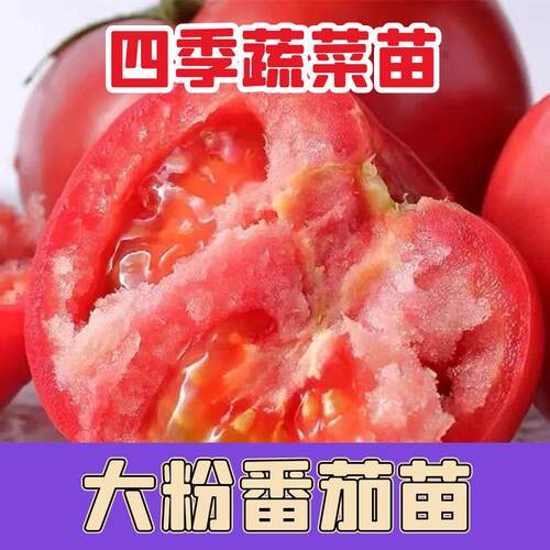 寿光沙瓤毛粉大粉802番茄苗秧老品种高产四季西红柿种籽大田阳台