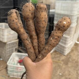 正宗白玉山药苗新鲜嘴子秧苗白玉山药苗山药种子