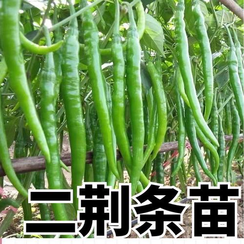 二荆条苗子二荆条秧苗四季蔬菜苗