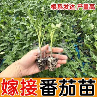 嫁接大红大粉番茄苗嫁接西红柿苗小番茄四季盆栽阳台秧苗蔬菜种苗