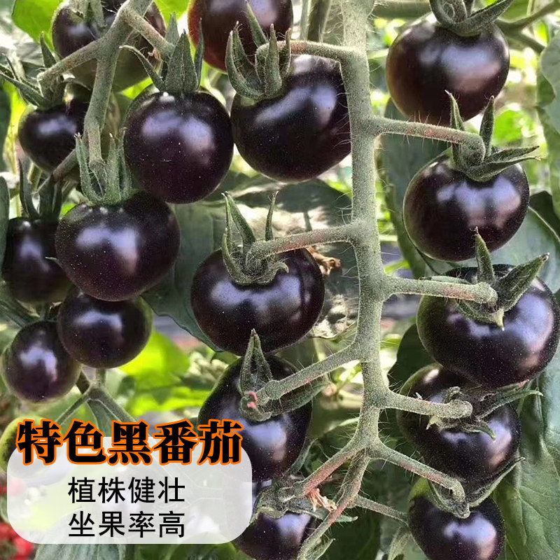 黑樱桃番茄种子妖姬籽圣女