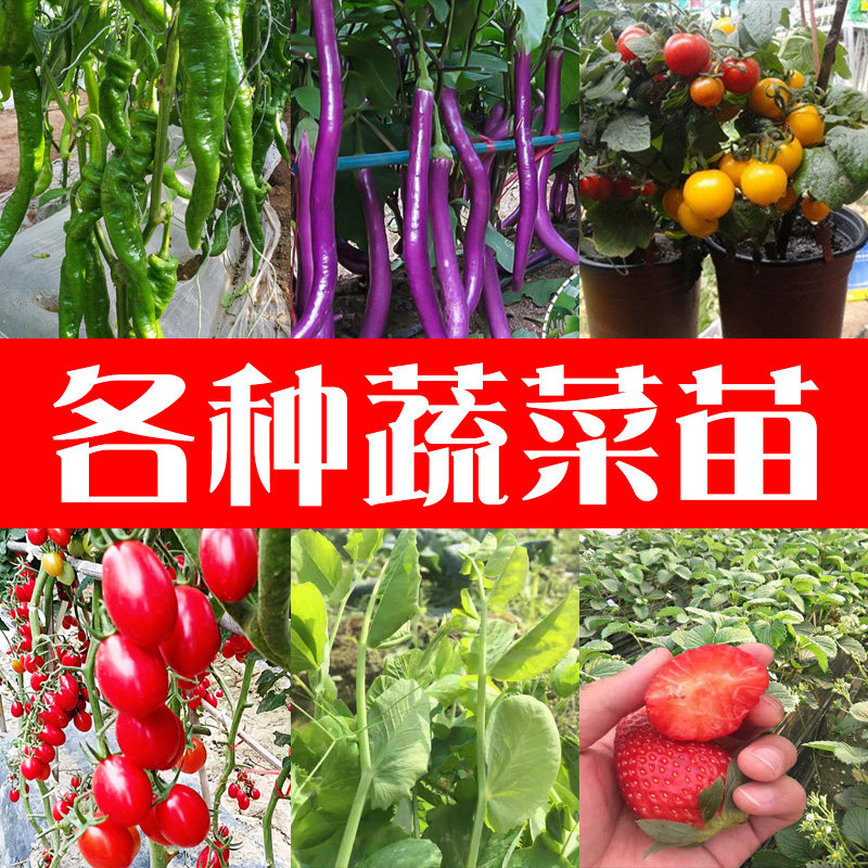 蔬菜苗大全西红柿小圣女果