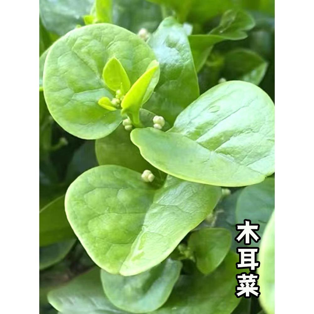 特大圆叶木耳菜阳台盆栽多