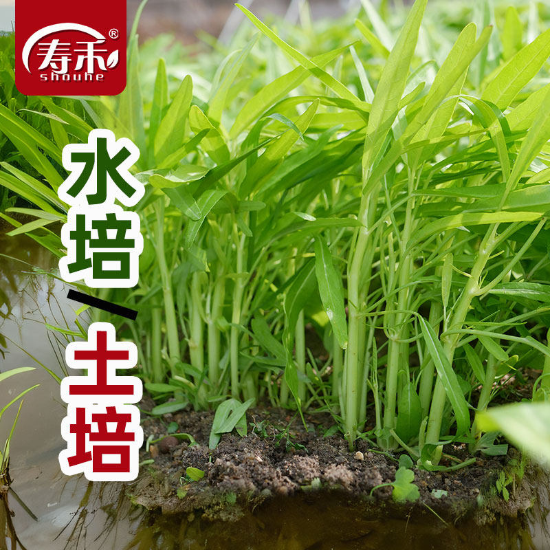 水培空心菜种子籽苗四季带