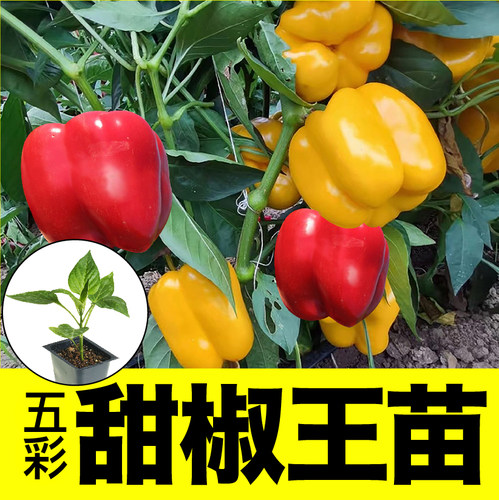 太空椒甜灯笼水果红黄绿方