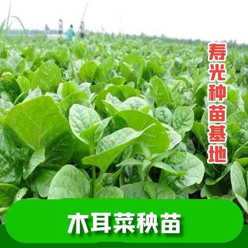 正宗木耳菜苗子四季盆栽苗