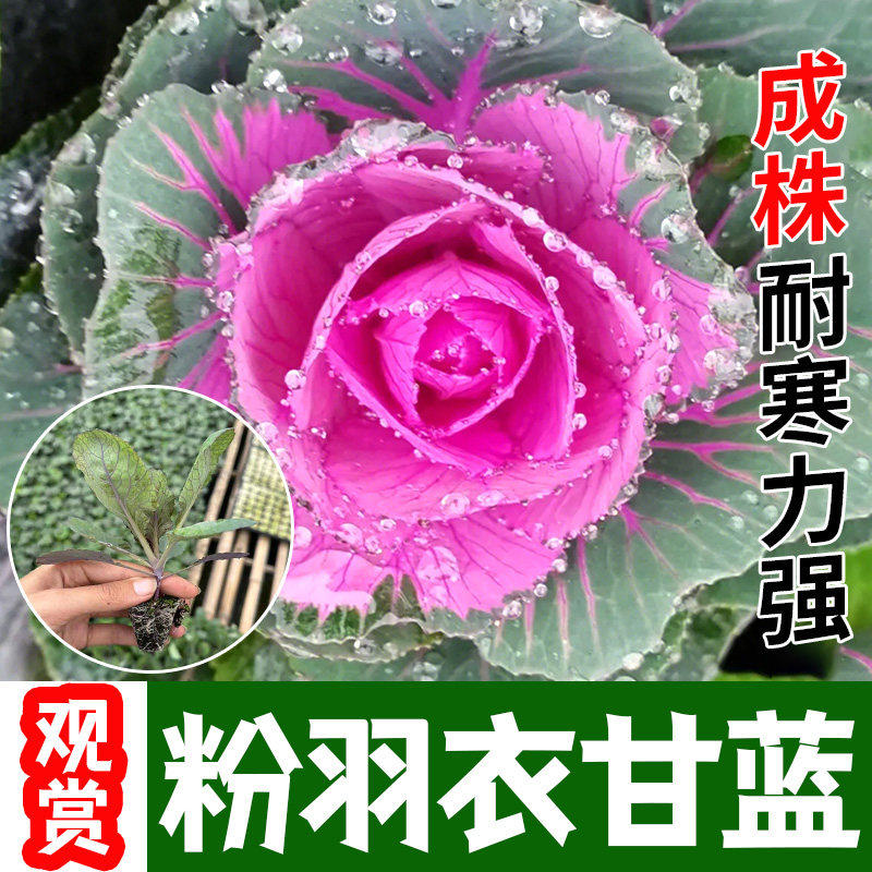 观赏食用粉羽衣甘蓝苗秧带