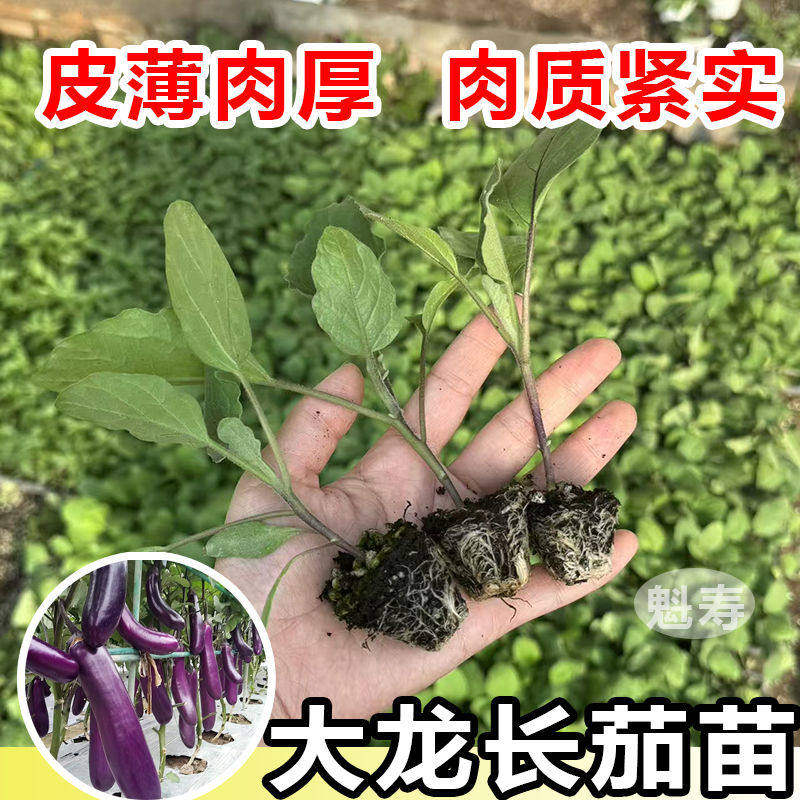 带土嫁接大龙茄子苗原根大龙长茄种苗直根茄子苗阳台盆栽蔬菜种子