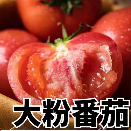 正宗番茄苗子阳台盆栽